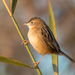 Zitting Cisticola - Photo (c) Ximo Galarza, some rights reserved (CC BY-NC-SA)