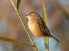 Zitting Cisticola - Photo (c) Ximo Galarza, some rights reserved (CC BY-NC-SA)