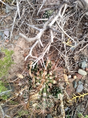 Echinopsis leucantha
