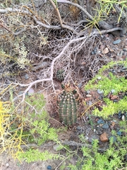Echinopsis leucantha