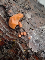 Ditangium cerasi
