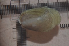 Musculus costulatus