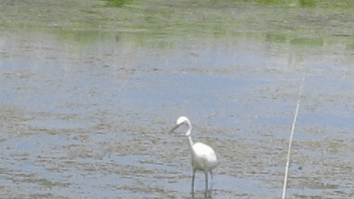 Great Egret photographed in Minnesota