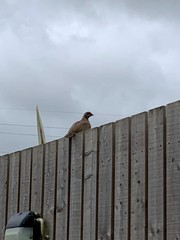Perdix perdix