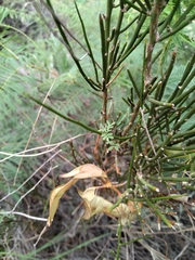 Prosopidastrum