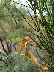 Prosopidastrum
