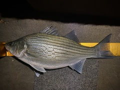 Morone chrysops × saxatilis