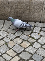 Columba livia domestica
