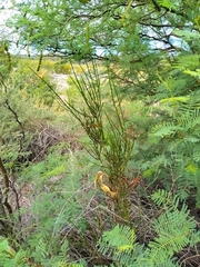 Prosopidastrum