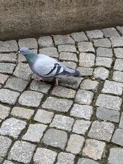 Columba livia domestica