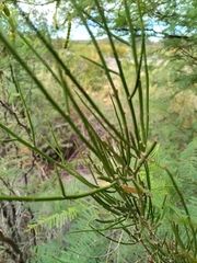 Prosopidastrum