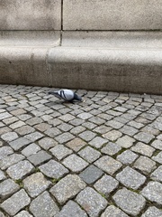 Columba livia domestica