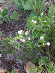 Praxelis clematidea