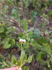 Praxelis clematidea