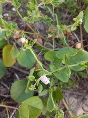 Praxelis clematidea
