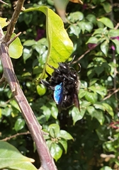 Xylocopa violacea