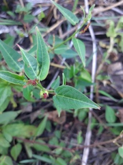 Microstachys corniculata