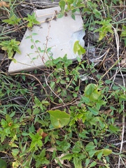 Microstachys corniculata