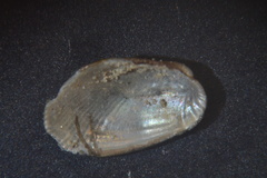 Musculus costulatus