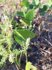 Polygala cyparissias