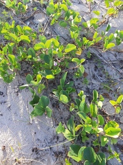 Canavalia rosea