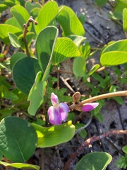 Canavalia rosea