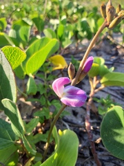Canavalia rosea