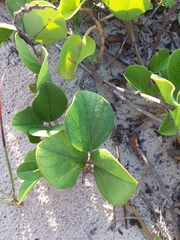 Canavalia rosea