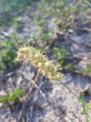 Cenchrus echinatus