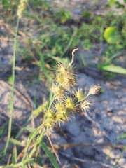 Cenchrus echinatus
