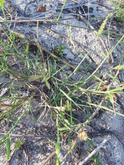 Cenchrus echinatus