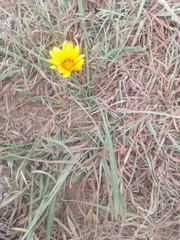 Gazania linearis linearis