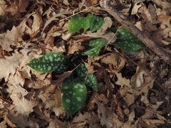 Pulmonaria hirta