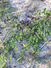 Acanthospermum australe