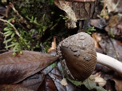 Amanita colombiana