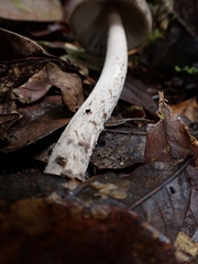 Amanita colombiana