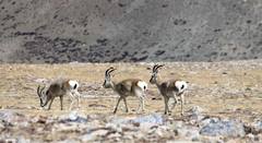 Procapra picticaudata