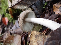 Amanita colombiana