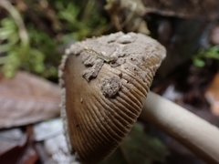 Amanita colombiana