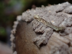 Amanita colombiana