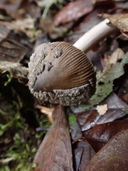 Amanita colombiana