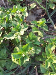 Acanthospermum australe