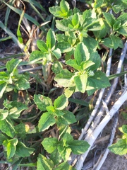Acanthospermum australe