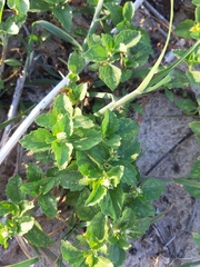 Acanthospermum australe