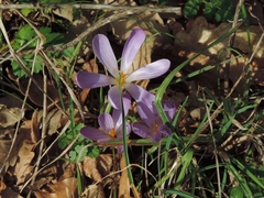 Crocus etruscus