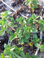 Acanthospermum australe