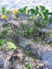 Polygala cyparissias