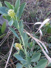 Acicarpha bonariensis