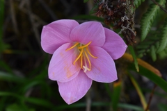 Zephyranthes rosea
