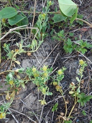 Acicarpha bonariensis